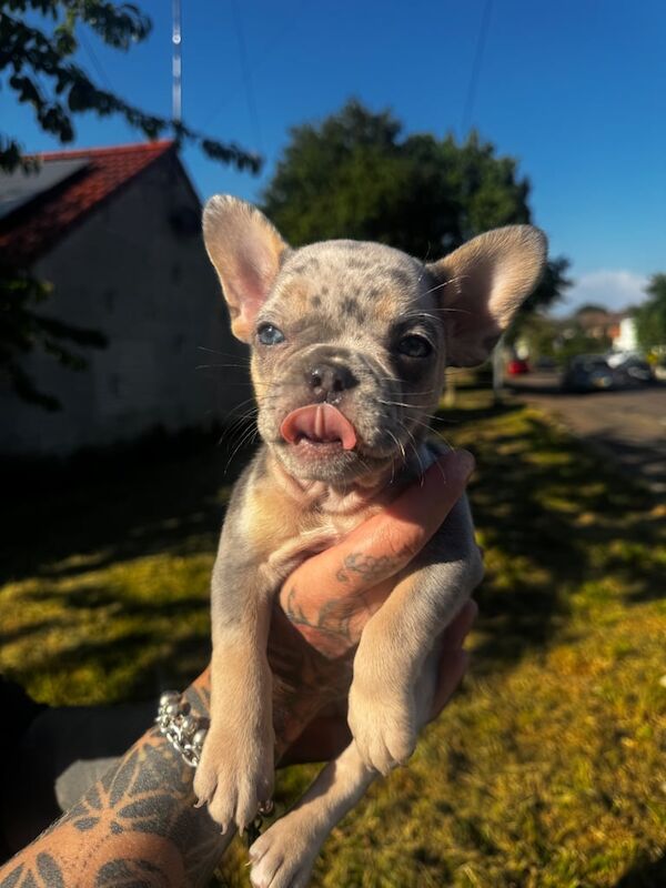 French Bulldog Puppies Isabella Merle with Tan/ Lilac Merle/ White & Cream for sale in Bournemouth, Dorset | Image 2