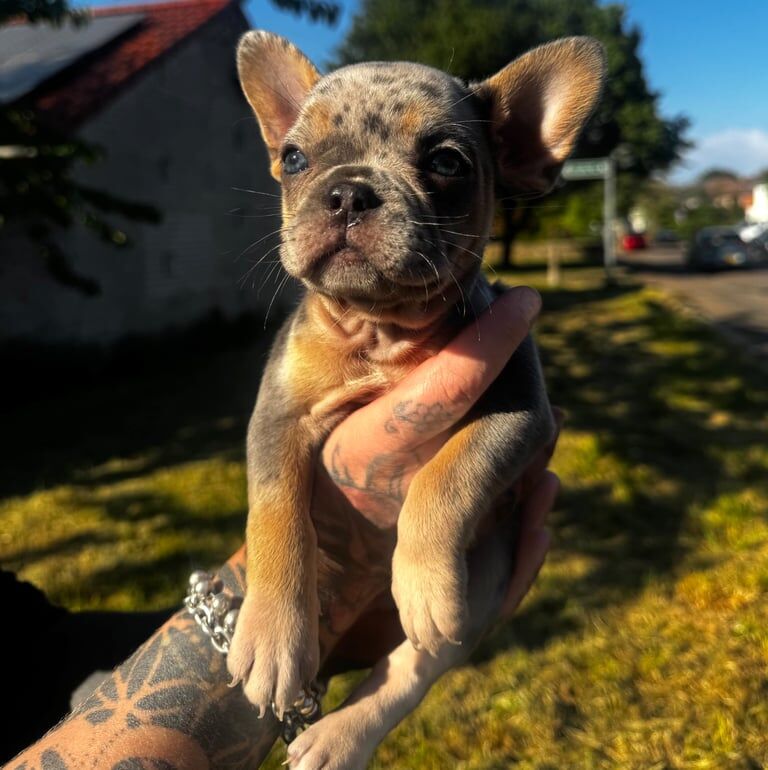 French Bulldog Puppies Isabella Merle with Tan/ Lilac Merle/ White & Cream for sale in Bournemouth, Dorset | Image 3