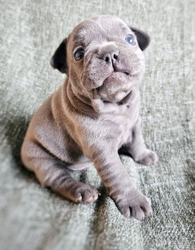 French Bulldog Puppies KC generational health testing (ONLY One Boy and One Girl Left) - Image 2 of 6