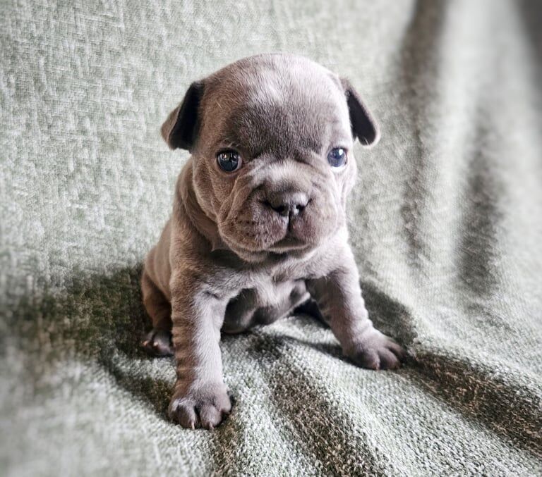 French Bulldog Puppies KC generational health testing (ONLY One Boy and One Girl Left) - Image 3 of 6