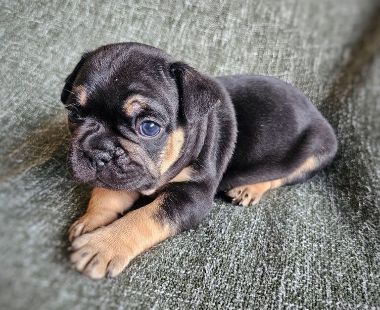 French Bulldog Puppies KC generational health testing (ONLY One Boy and One Girl Left) - Image 4 of 6