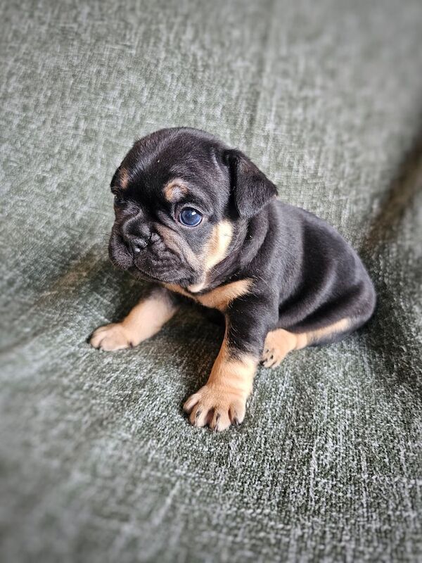 French Bulldog Puppies KC generational health testing (ONLY One Boy and One Girl Left) - Image 5 of 6
