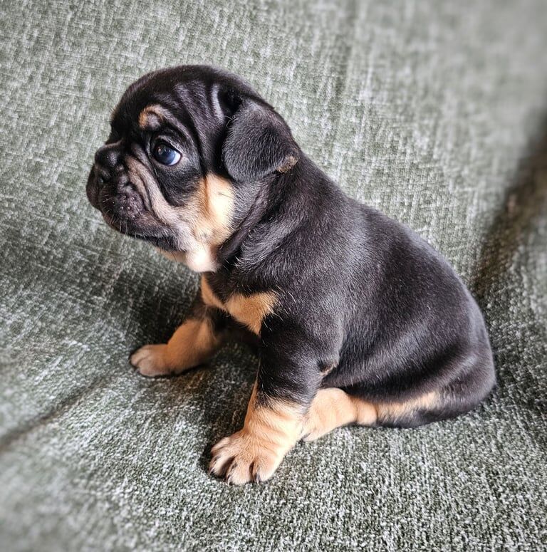 French Bulldog Puppies KC generational health testing (ONLY One Boy and One Girl Left) - Image 6 of 6