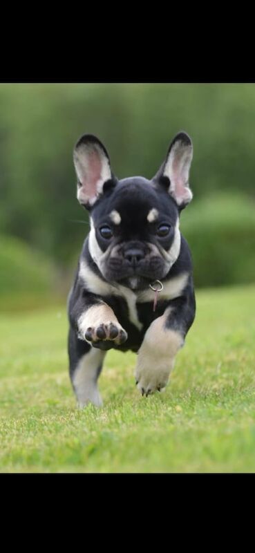 French Bulldog puppies for sale in Londonderry, County Londonderry – 9 weeks old