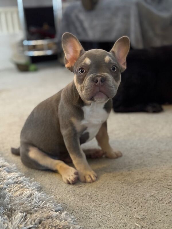 French Bulldog puppies for sale in Enniskillen, County Fermanagh – KC registered, 4 months old