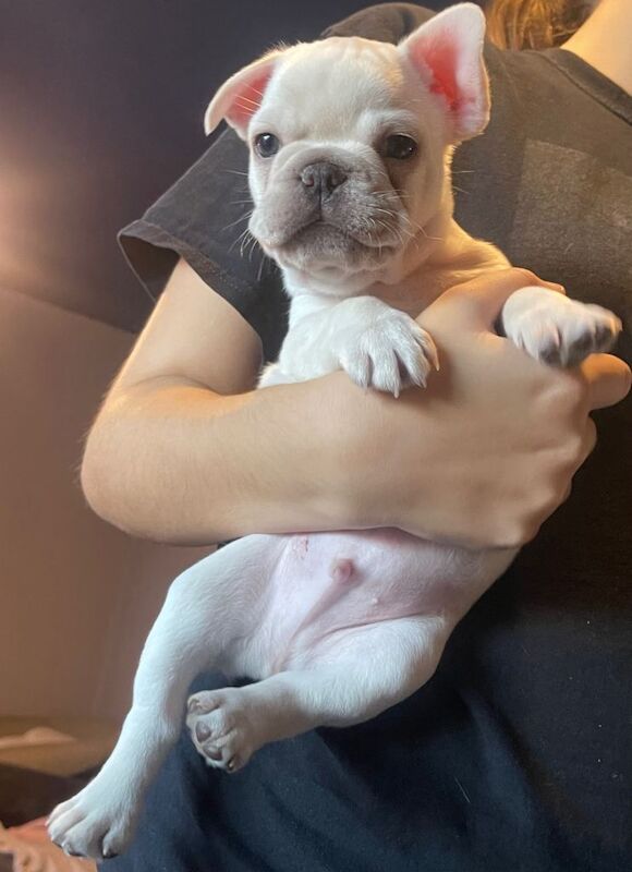 French bulldog puppies KC REG FULL PEDIGREE