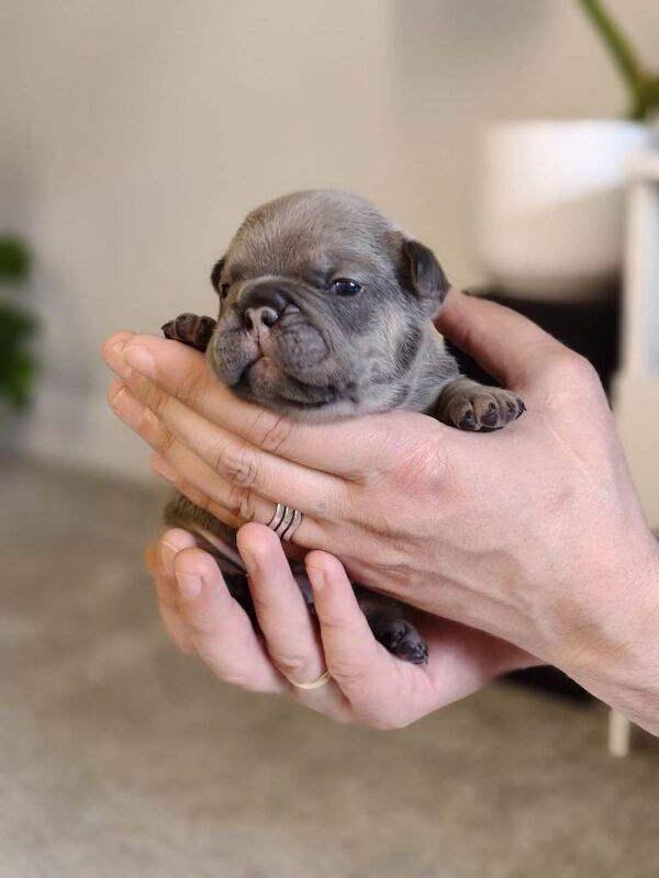 French bulldog puppies KC registered