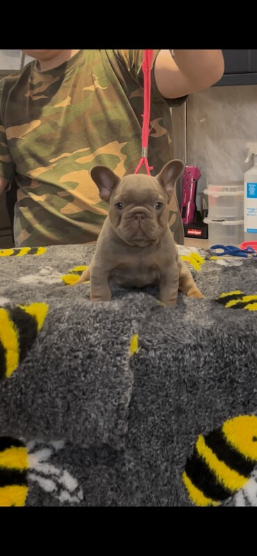 French bulldog puppies ( kc registered French bulldogs )