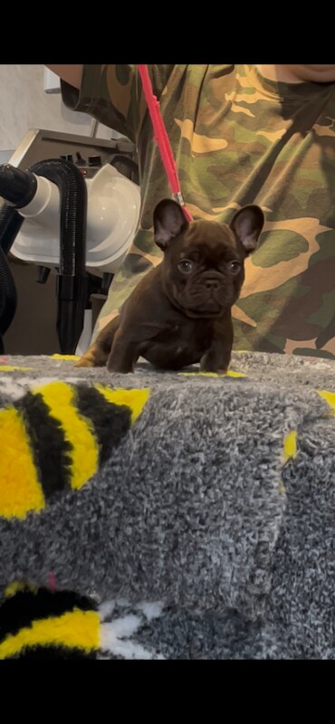 French bulldog puppies ( kc registered French bulldogs ) - Image 2 of 5