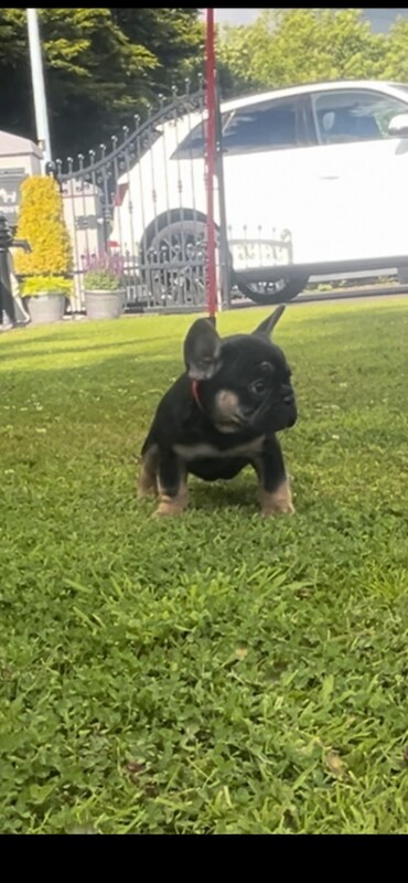 French bulldog puppies ( kc registered French bulldogs ) - Image 3 of 5