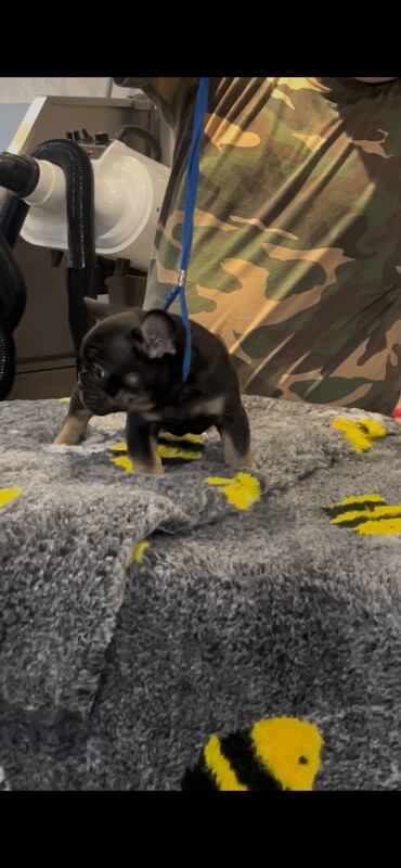 French bulldog puppies ( kc registered French bulldogs ) - Image 4 of 5