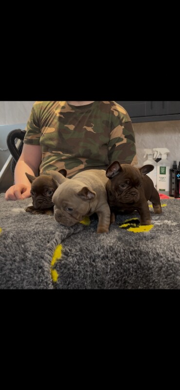 French bulldog puppies ( kc registered French bulldogs ) - Image 5 of 5