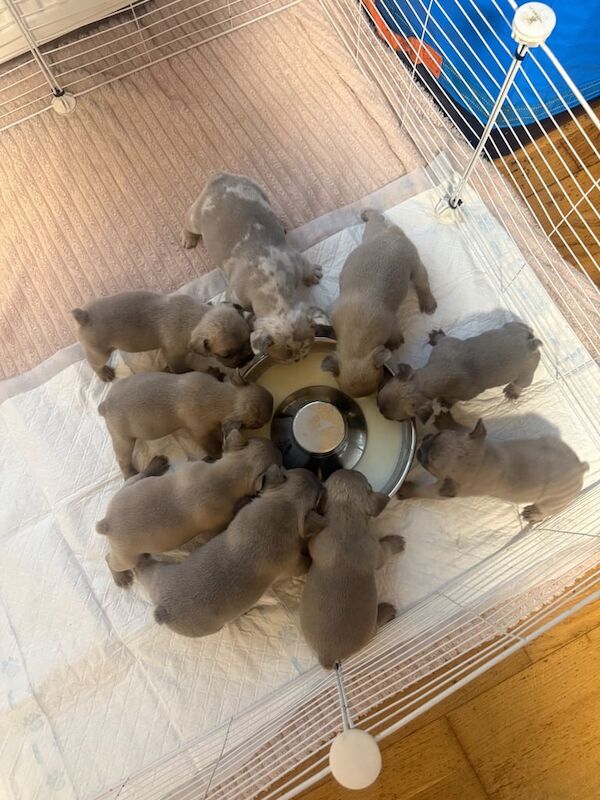 French Bulldog puppies for sale in North Acton, Greater London – 4 weeks old