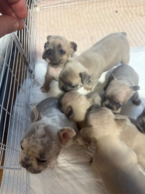 French Bulldog puppies for sale in North Acton, Greater London – 4 weeks old - Image 2 of 3