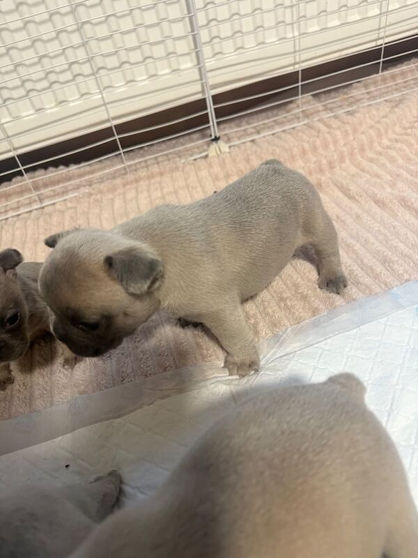 French Bulldog puppies for sale in North Acton, Greater London – 4 weeks old - Image 3 of 3