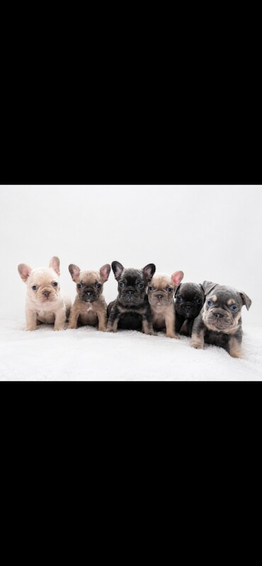 Blue French Bulldog Puppies For Sale