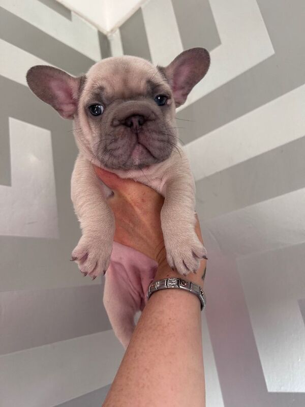 French Bulldog Puppies looking for their forever homes - Image 2 of 6