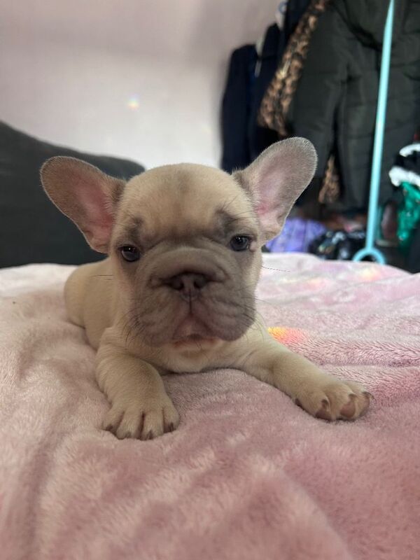 French Bulldog Puppies looking for their forever homes - Image 3 of 6