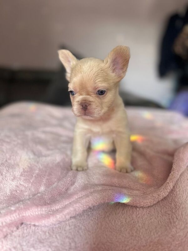 French Bulldog Puppies looking for their forever homes - Image 4 of 6