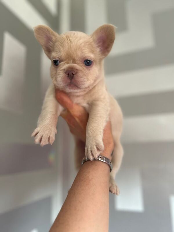 French Bulldog Puppies looking for their forever homes - Image 5 of 6
