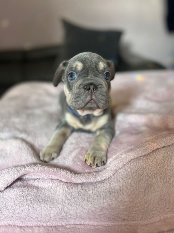 French Bulldog Puppies looking for their forever homes - Image 6 of 6