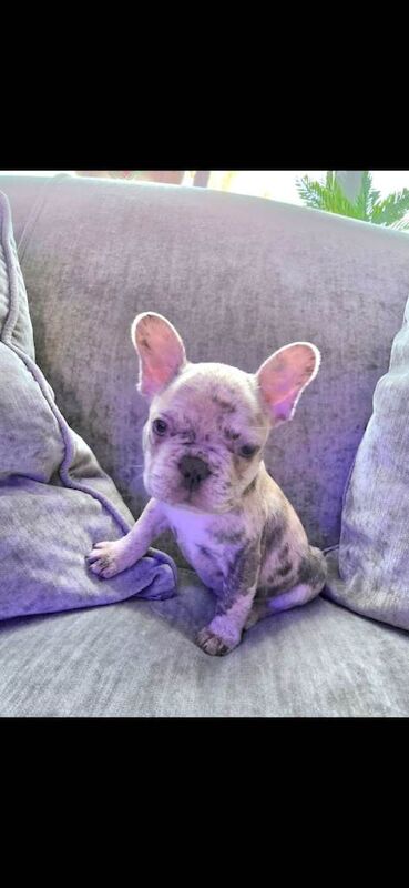 French Bulldog puppies for sale in Norwich, Norfolk – 9 weeks old