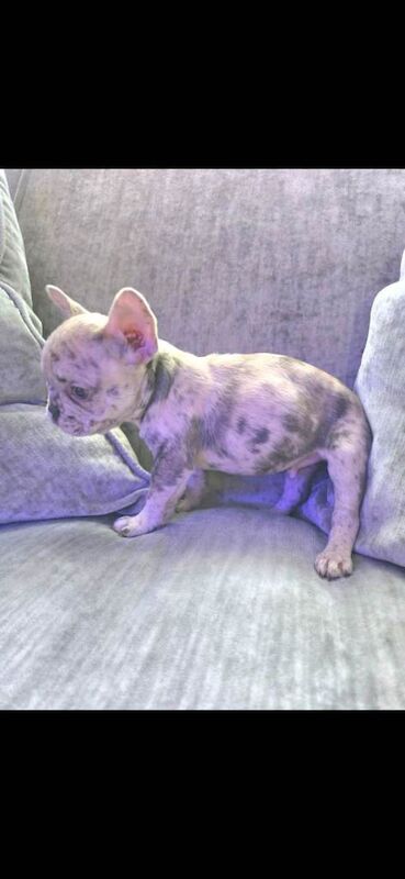 French bulldog puppies merle - Image 2 of 3