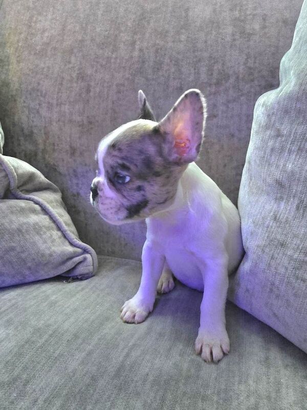 French bulldog puppies merle - Image 3 of 3