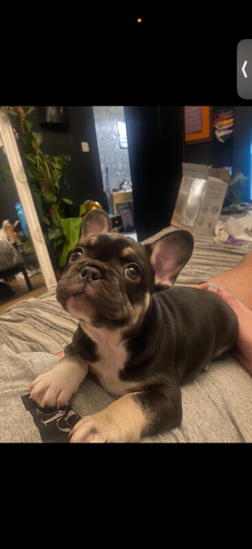 Kennel Club Registered French Bulldog Puppies For Sale