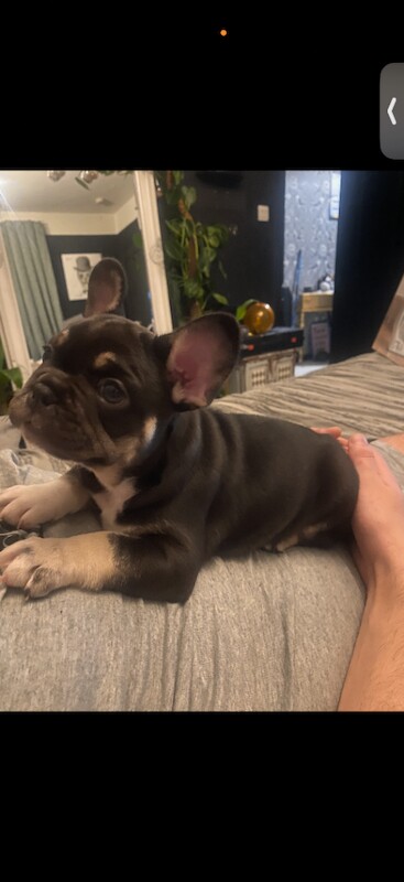 French Bulldog Puppies β Ready for Loving Homes - Image 2 of 6