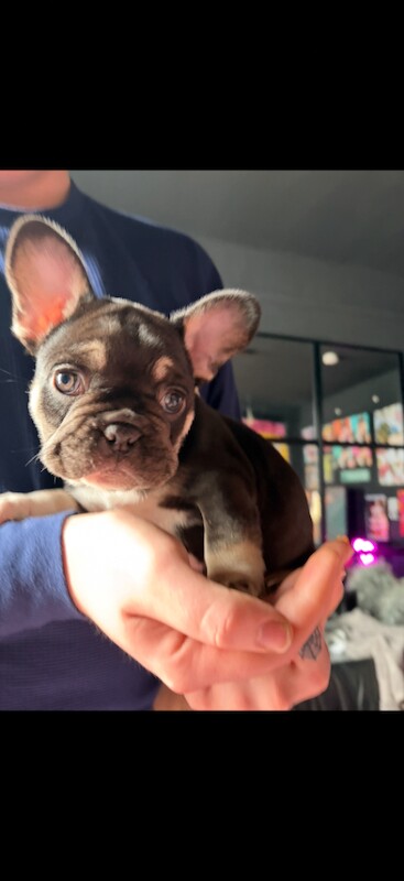 French Bulldog Puppies β Ready for Loving Homes - Image 3 of 6