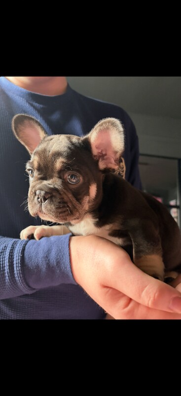 French Bulldog Puppies β Ready for Loving Homes - Image 4 of 6