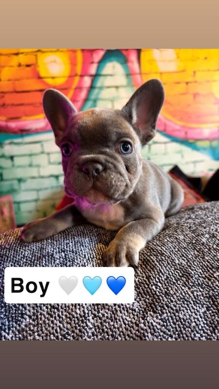 French Bulldog Puppies β Ready for Loving Homes - Image 5 of 6