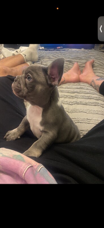 French Bulldog Puppies β Ready for Loving Homes - Image 6 of 6