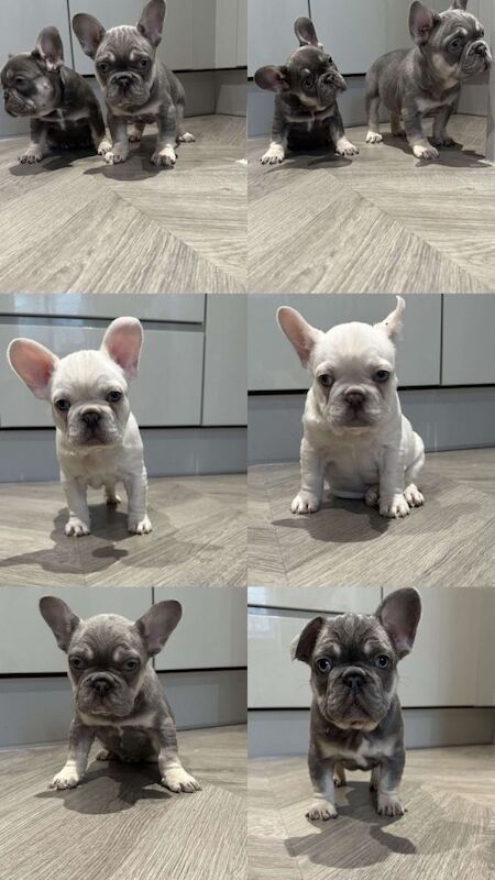 French Bulldog puppies for sale in Bermondsey, London – KC registered, 8 weeks old