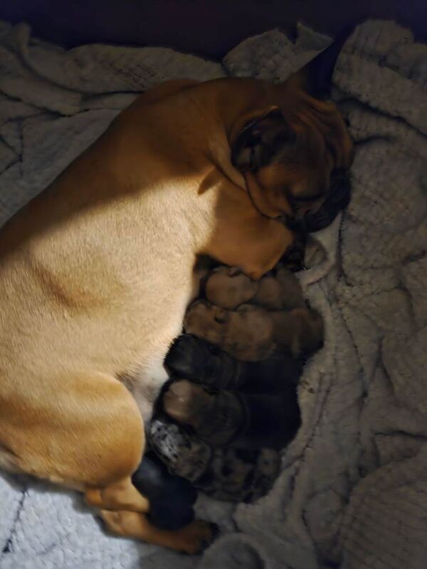French bulldog puppies ready now