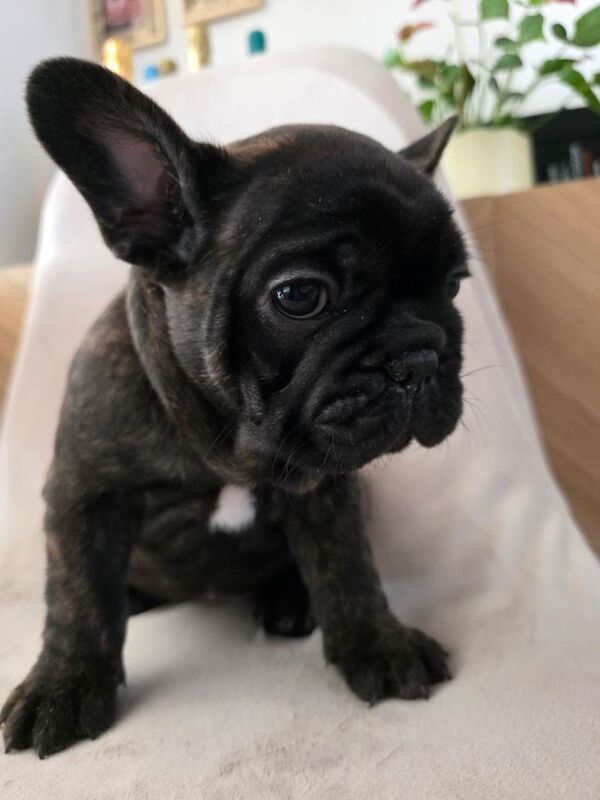 French bulldog puppies ready now - Image 2 of 5