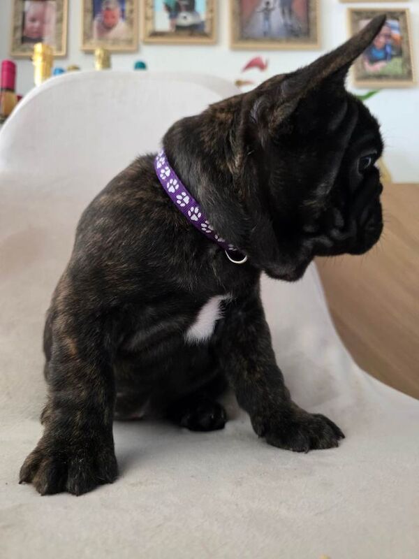 French bulldog puppies ready now - Image 3 of 5