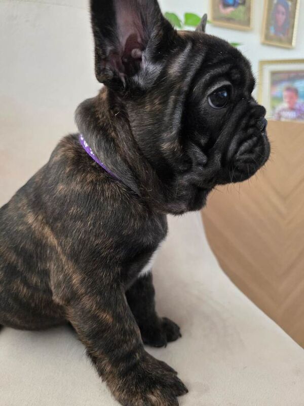 French bulldog puppies ready now - Image 4 of 5