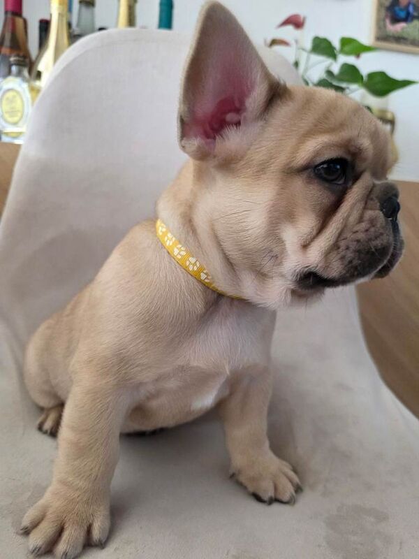 French bulldog puppies ready now - Image 5 of 5