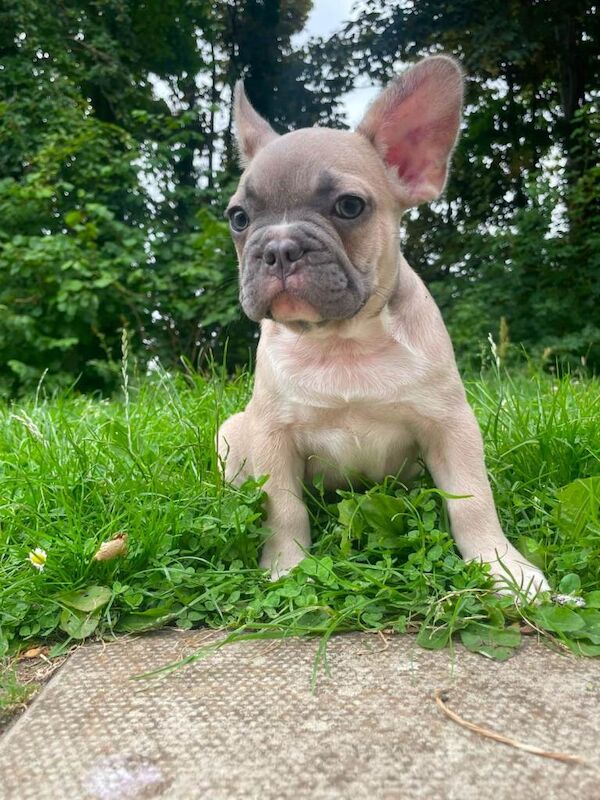 Kennel Club Registered French Bulldog Puppies For Sale