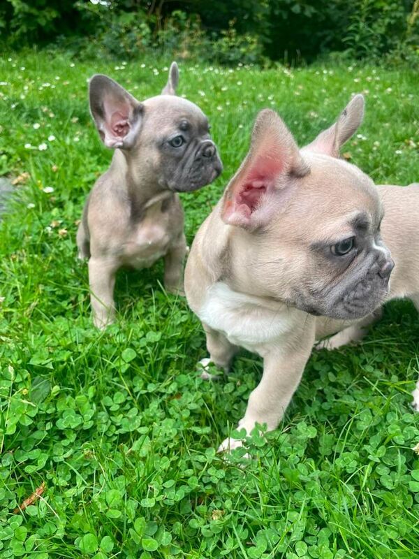French bulldog puppies ready now - Image 3 of 6