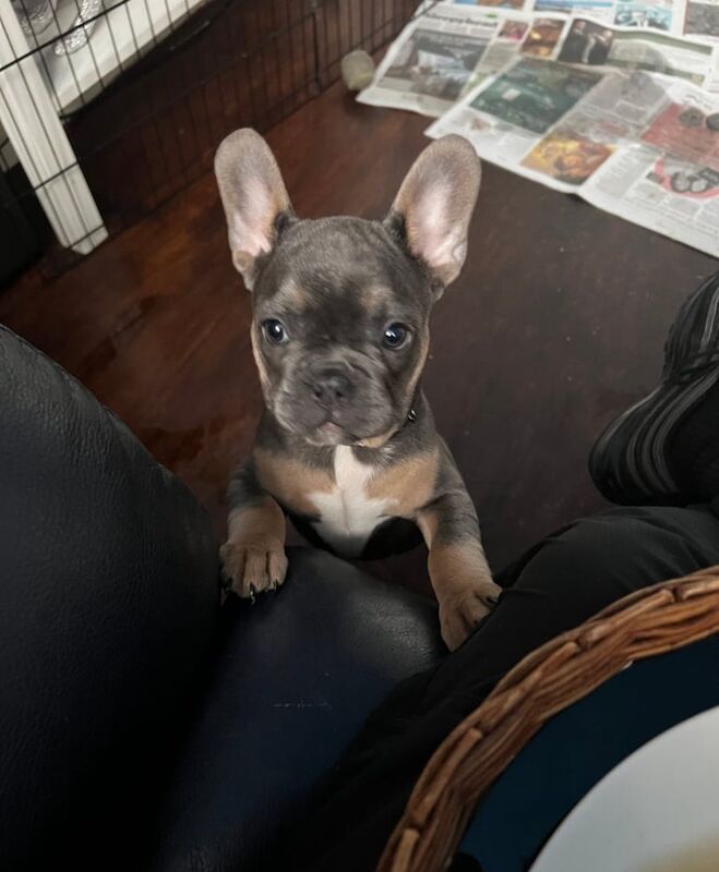 French Bulldog puppies, Ready now, fully vaccinated, KC registered for sale in Edgeley, Greater Manchester