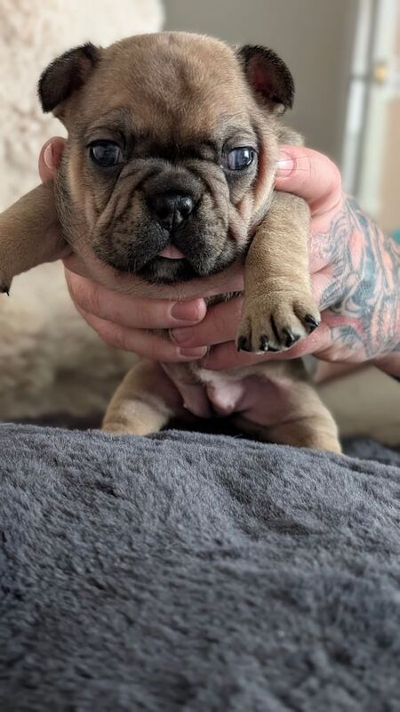 French Bulldog puppies for sale in Shaw, Greater Manchester – KC registered, 3 weeks old