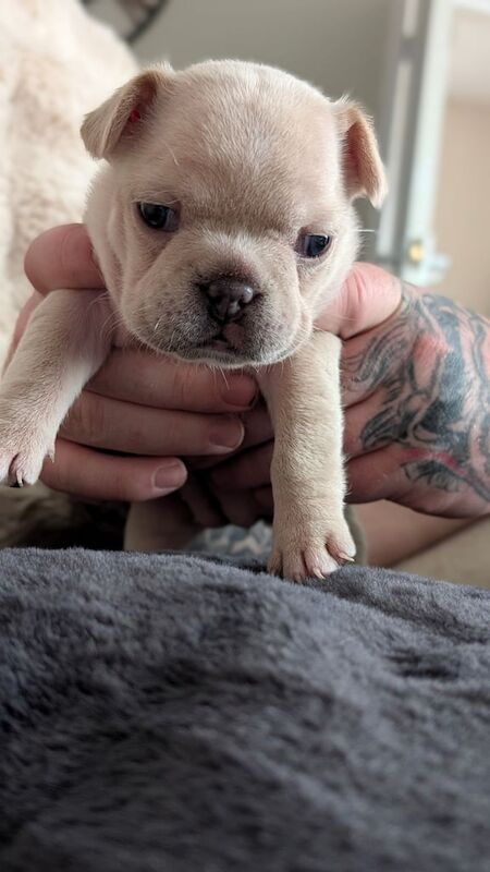 French Bulldog puppies for sale in Shaw, Greater Manchester – KC registered, 3 weeks old - Image 2 of 3