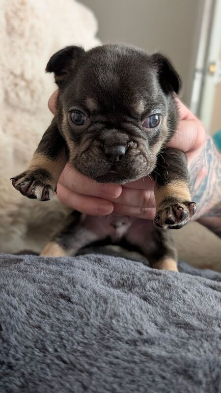 French Bulldog puppies for sale in Shaw, Greater Manchester – KC registered, 3 weeks old - Image 3 of 3