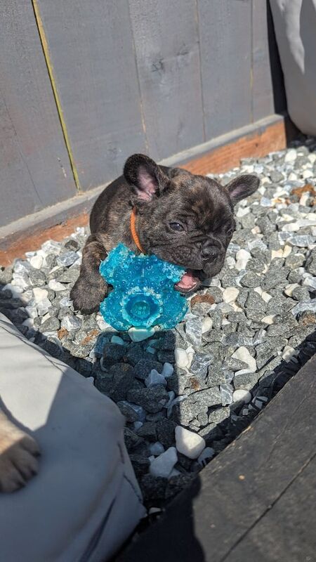French Bulldog puppies ready to find their forever home. for sale in South Shields, Tyne and Wear