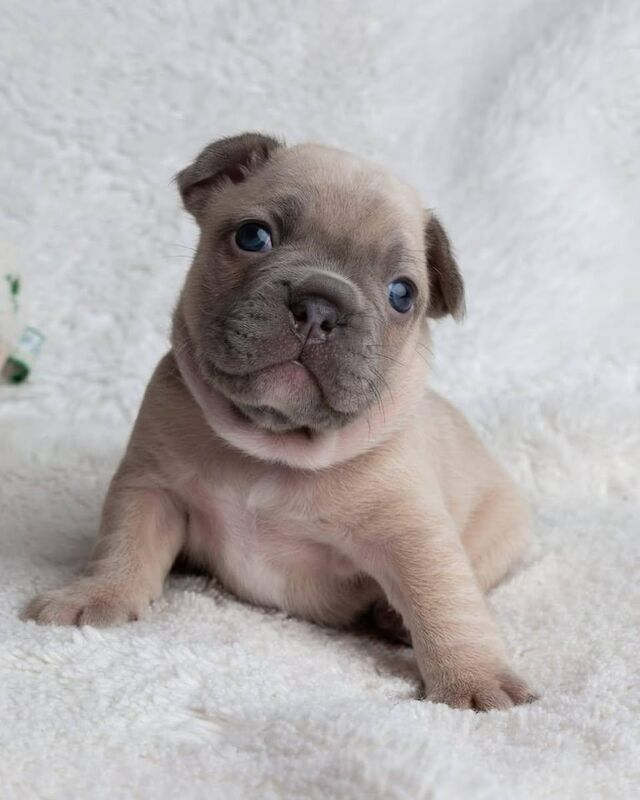 French bulldog puppies READY TO GO! for sale in Newham, Cornwall