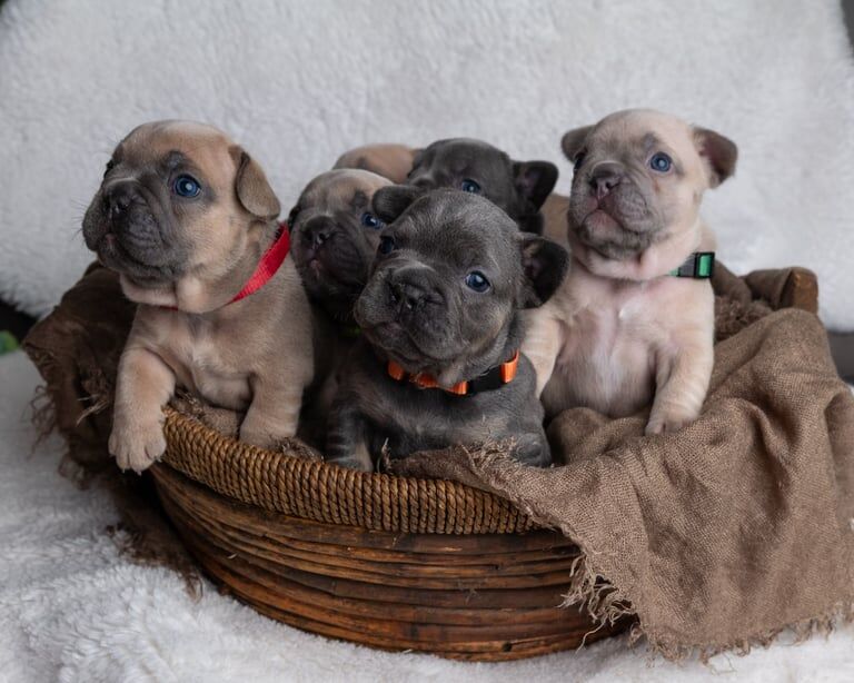 French bulldog puppies READY TO GO! for sale in Newham, Cornwall | Image 2