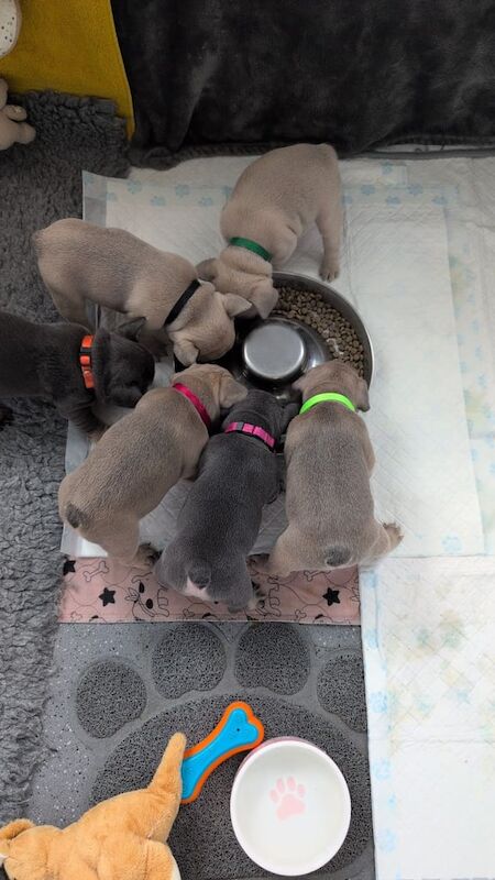 French bulldog puppies READY TO GO! for sale in Newham, Cornwall | Image 3